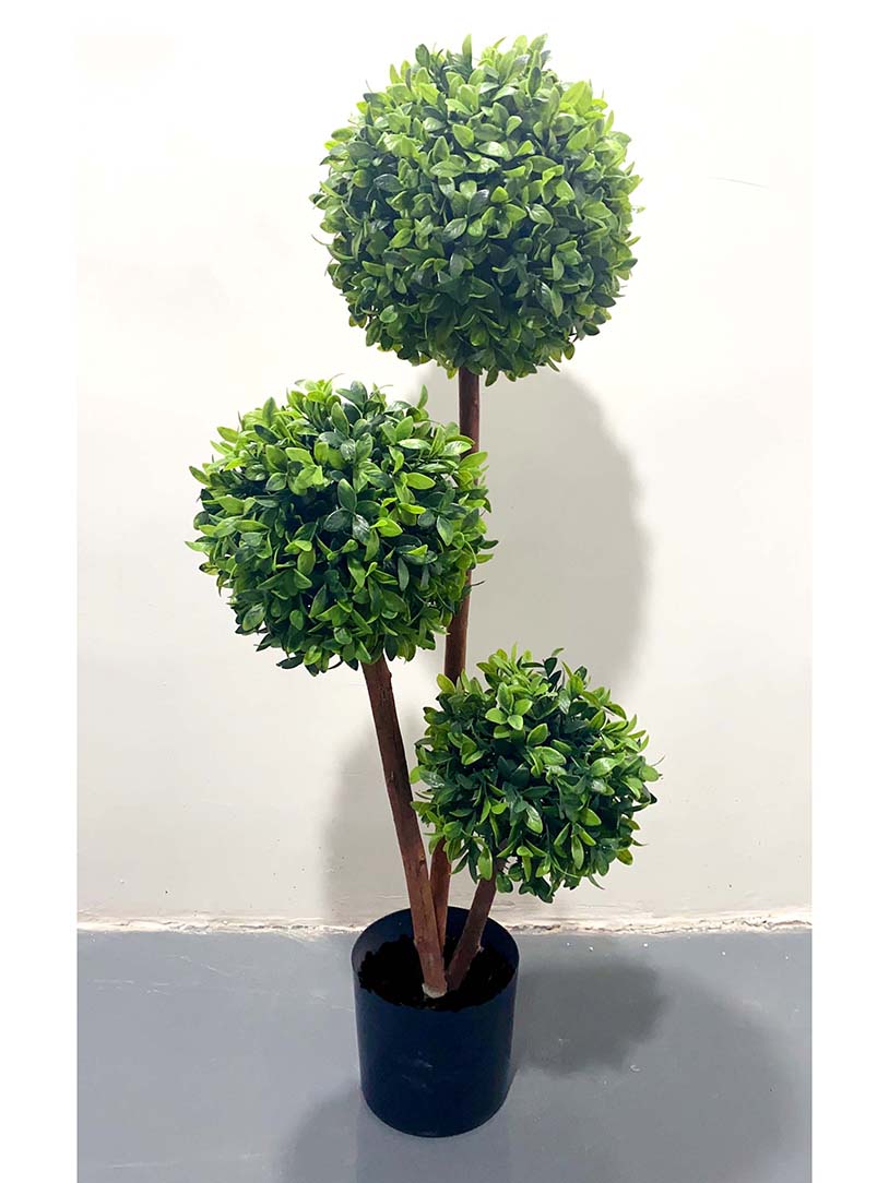 bonsai-XY5230150