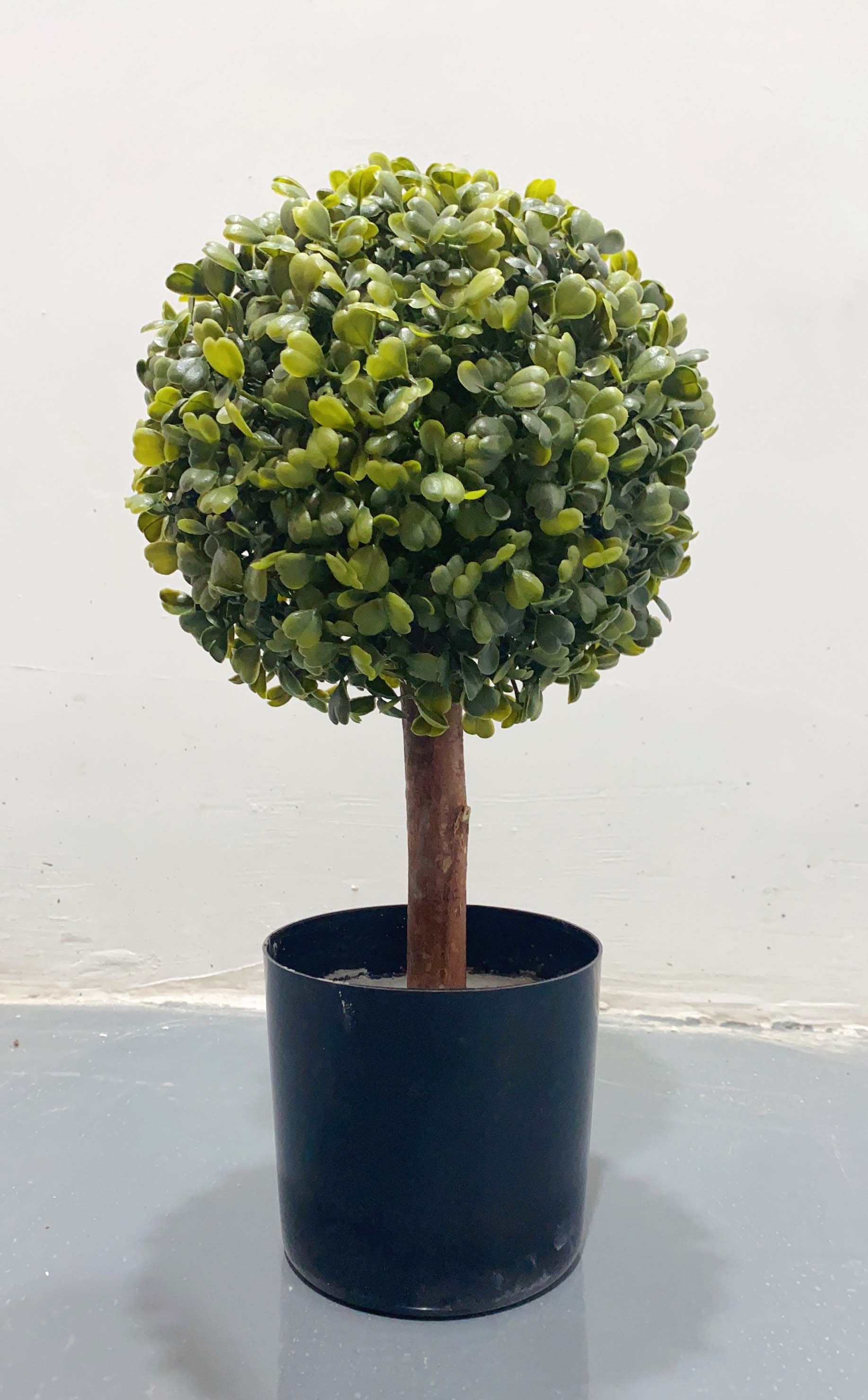 bonsai-XY5230155