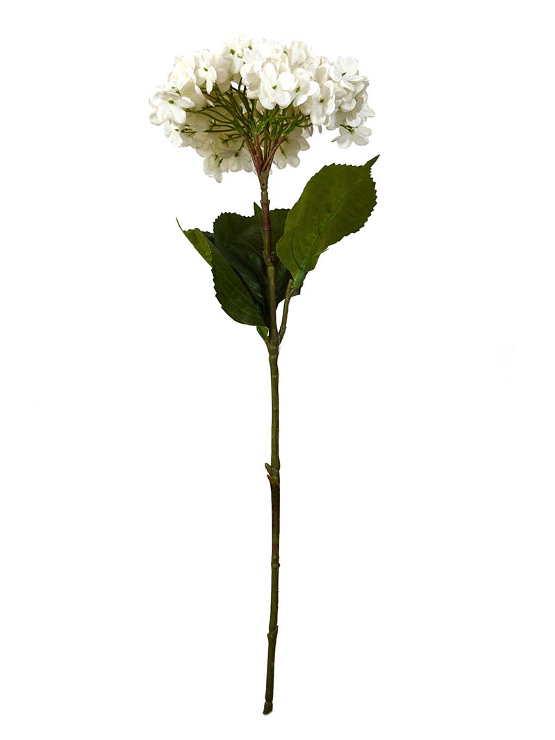 hydrangea sokiri-XG3017056-W01