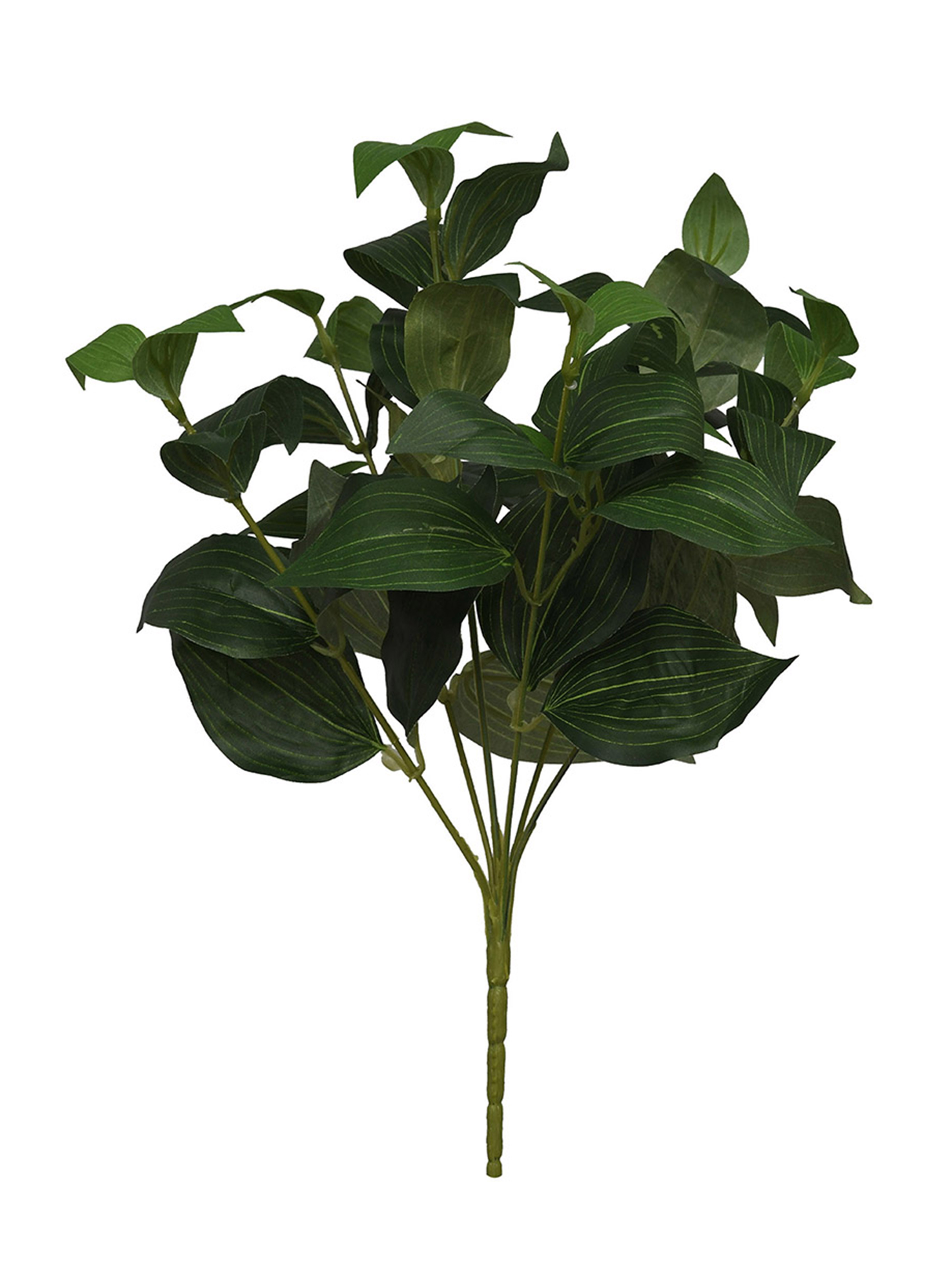 arbusto de planta-WA2210011-G03