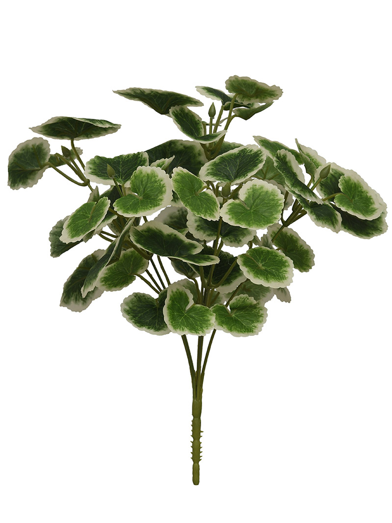 arbusto de planta-WA2210018-G03
