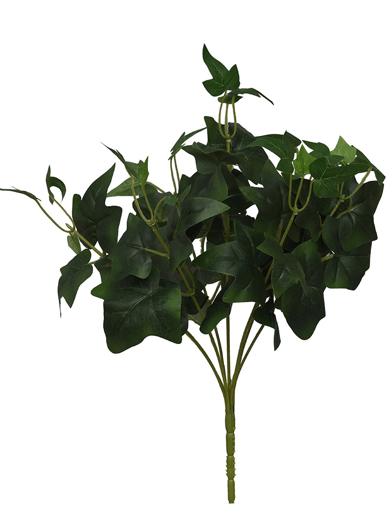 arbusto de planta-WA2210022-G01