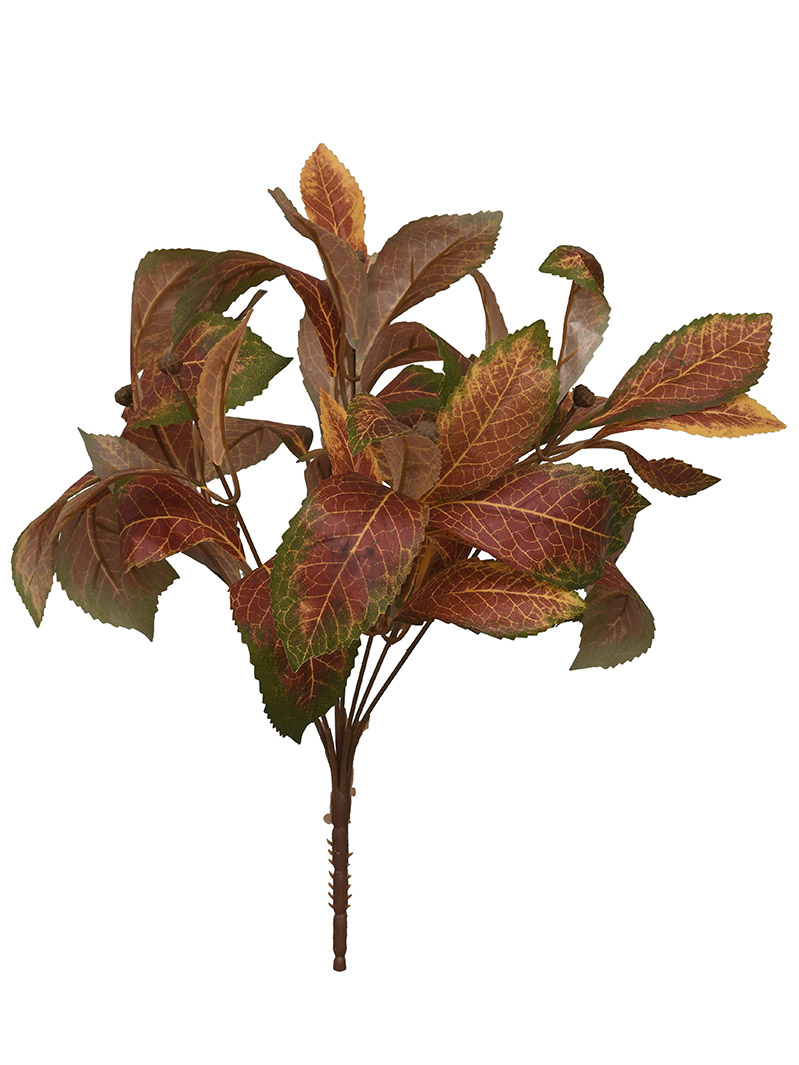 növény bokor-WA2210038-F02