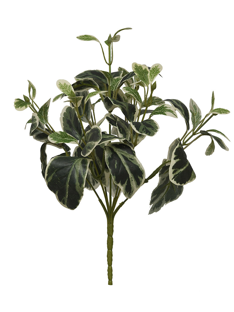 arbusto de planta-WA2210044-J01