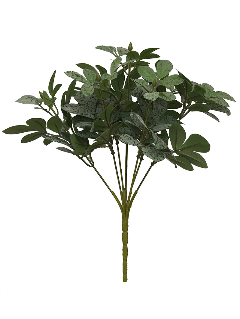 arbusto de planta-WA2210046-J02