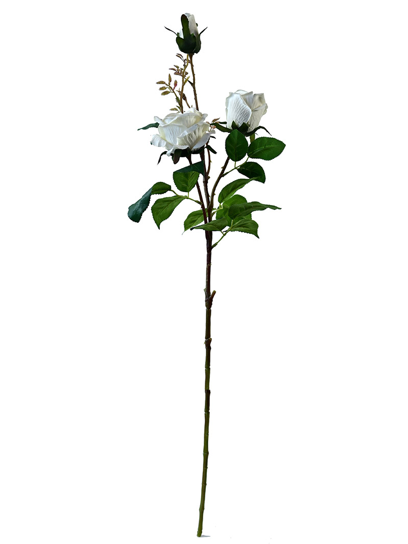 stabljika ruže-BA3017002-W01